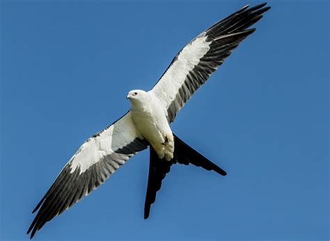 Swallow-tailed Kite | Audubon Field Guide