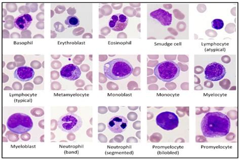 Kind Of White Blood Cell (WBC) In Blood Smear Stock Photo, 51% OFF