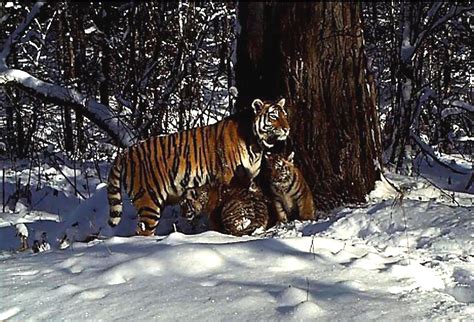 Video: Rehabilitated Siberian tiger gives birth to cubs in the wild