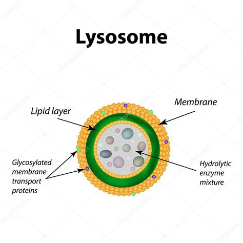 La estructura de los lisosomas. Infografías. Ilustración vectorial ...