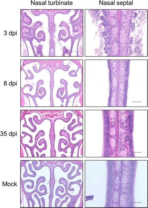 Representative histology of nasal turbinate in hamsters. Significant ...