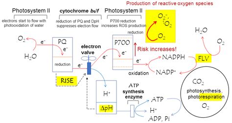 How plants prevent oxidative stress | Research at Kobe