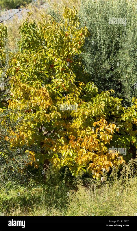 Diospyros kaki, Persimmon Fruit tree, November 2018, Spain Stock Photo ...