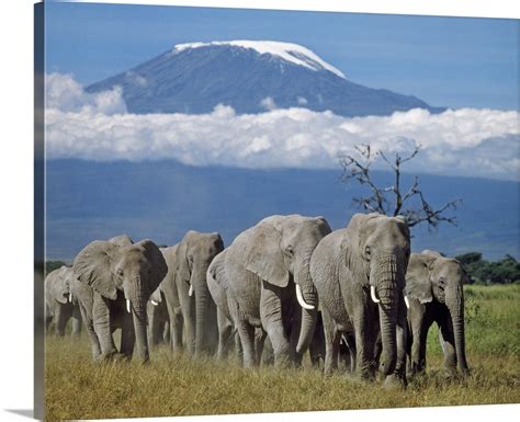 A herd of elephants with Mount Kilimanjaro in the background Wall Art ...