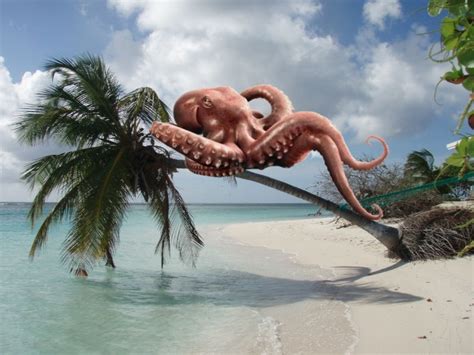 Tree Octopus - Real Or Just A Hoax – Here’s The Truth | Stillunfold