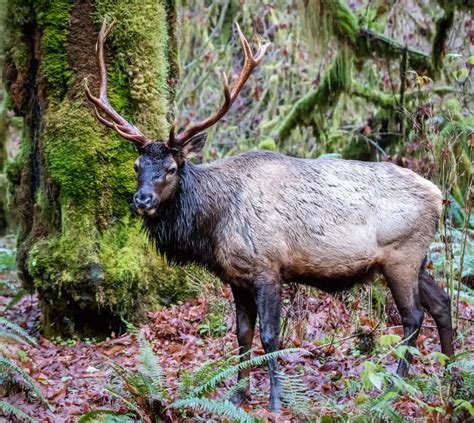 Olympic Elk in the Hoh Rainforest | Smithsonian Photo Contest ...