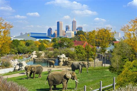 DENVER ZOO - The Good Beginning