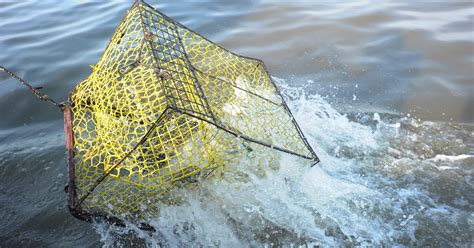 'Ghost' crab pots in Chesapeake Bay: Survey aims to cut down on them