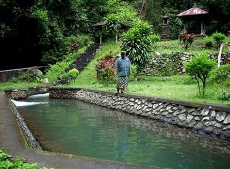 Subak: Sistem Pengairan Sawah (irigasi) Tradisional Bali | Info seputar ...