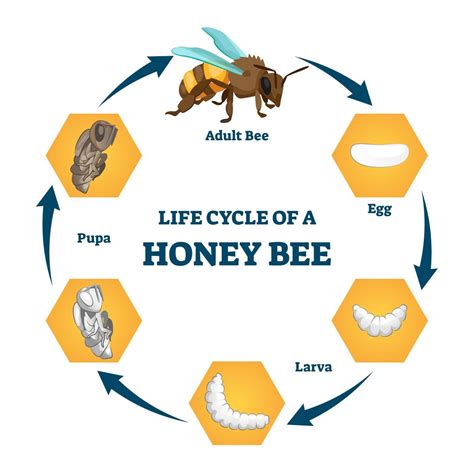 The Honey Bee Life Cycle: Learn About Each Incredible Stage - Minneopa ...