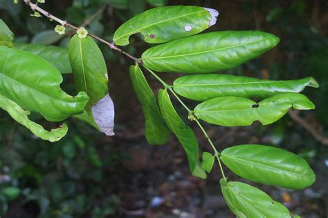 Salacia plant4 (Celastraceae) image 148525 at PhytoImages.siu.edu