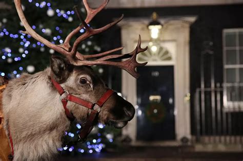 Watch Santa's Live Reindeer Cam at the North Pole [VIDEO]