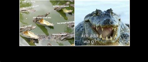 10 Meme lucu buaya darat ini bikin cewek geleng kepala