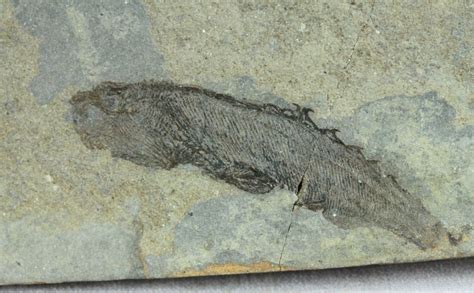 Birkenia Silurian Anaspid Fossil Fish