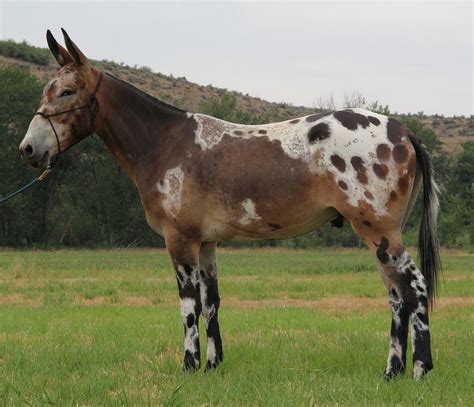 Pin by Renee Poley on Horses in 2020 | Mules animal, Appaloosa horses ...