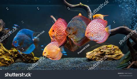 4,811 Discus Fish Tank Images, Stock Photos & Vectors | Shutterstock