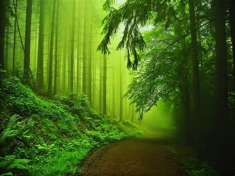 green, Nature Wallpapers HD / Desktop and Mobile Backgrounds