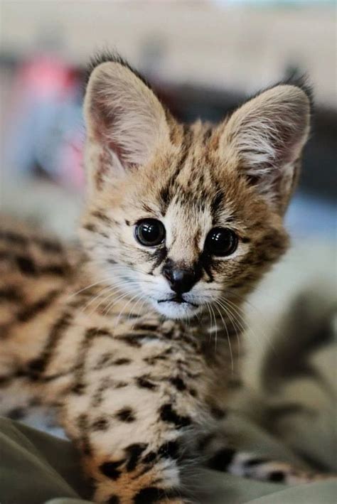 Baby serval | サーバルキャット, かわいい子猫, 子猫