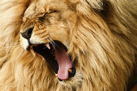 The Lion's Roar - Facing Your Fears | Kathleen Ann Thompson