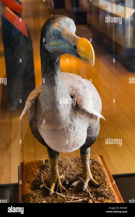 Dodo bird museum hi-res stock photography and images - Alamy