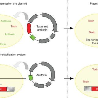 Auxotrophy of bacterial strain and prototrophic growth restoration by ...