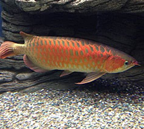 The Asian Arowana