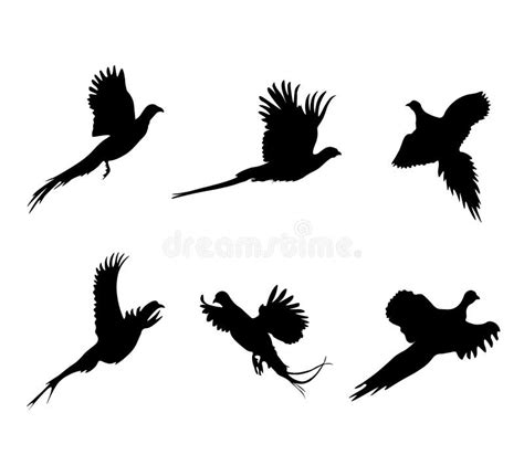 Flying Pheasant Illustration Stock Illustrations – 450 Flying Pheasant ...