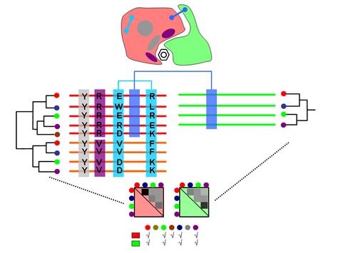 Methods for studying protein co-evolution - Computational Systems ...