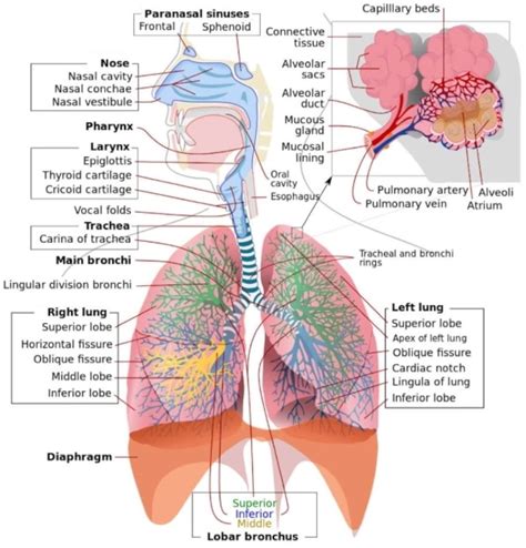 Respiratory Disorders: Types, Symptoms, Information | Disabled World