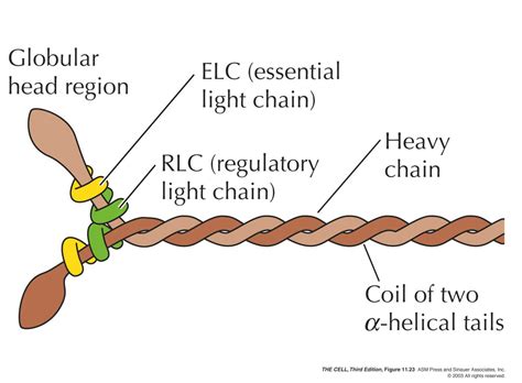 myosin 2 structure | Light chain, Anatomy, Region