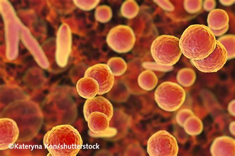 How to detect mycoplasma contamination by PCR- PromoCell