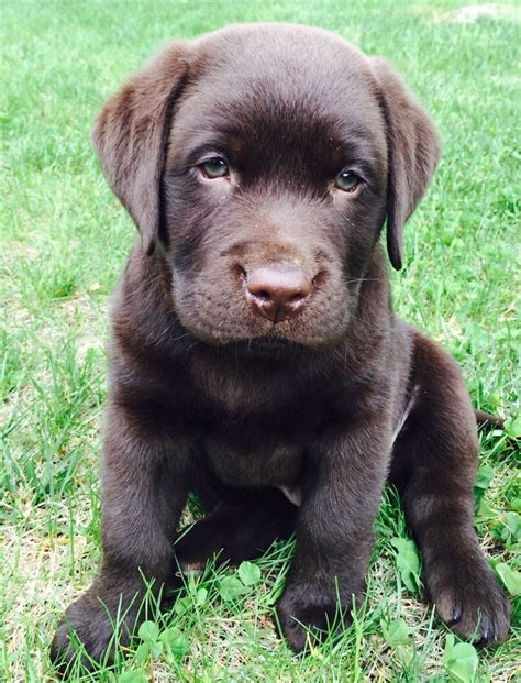 English Chocolate Lab Puppies For Sale