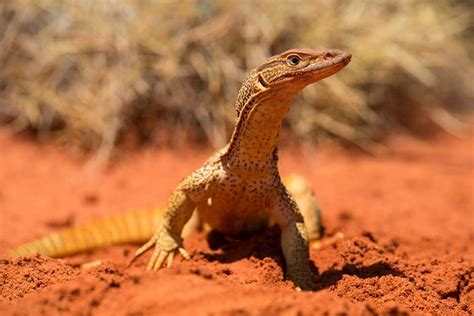 Sand Goanna. From Australia.com | Australian wildlife, Animals of the ...