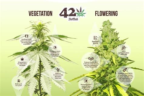 Cannabis Flower Stages Chart