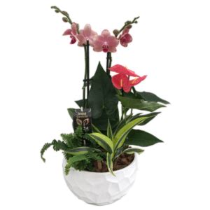 Orchid Planter Flower Delivery London ON - Forest of Flowers