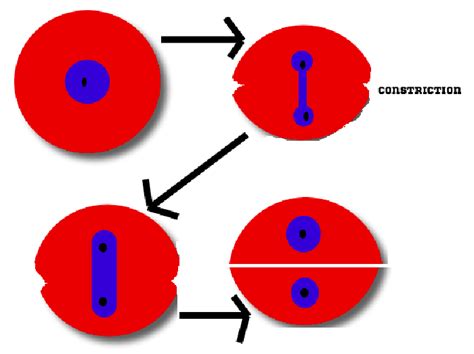 Difference Between Mitosis and Amitosis | Compare the Difference ...