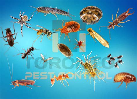 Toronto Pest Control and Extermination Services | Pest Control Toronto