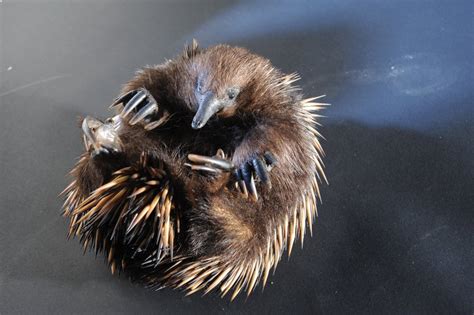 Short-beaked Echidna - The Australian Museum