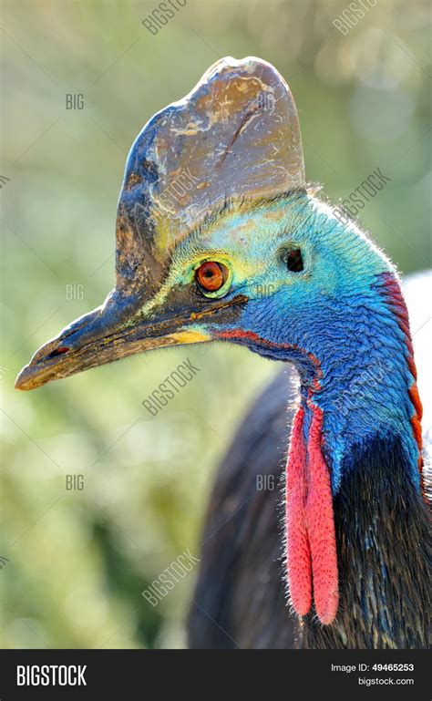 Cassowary (casuarius Image & Photo (Free Trial) | Bigstock