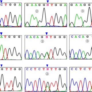 Sequencing map of genotypes for CD154 gene polymorphisms. Sequencing ...