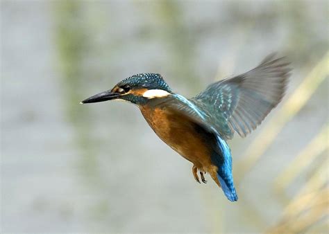 The Kingfisher Bird | Beauty Of Bird