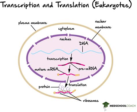 Transcription And Translation Steps