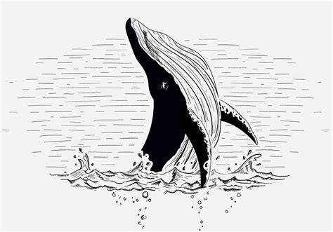 コンプリート！ whale illustration 222698-Whale illustration pinterest - Sabendocp