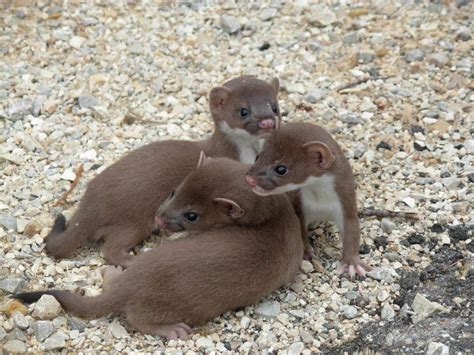 Weasel Facts, Types, Diet, Reproduction, Classification, Pictures