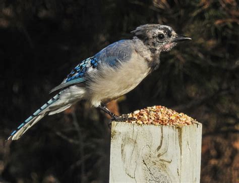 Molting Blue Jay | Buzzard's Bay, Mass | Sharon Lee | Flickr