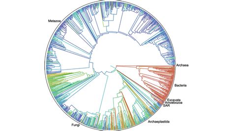 First comprehensive tree of life shows how related you are to millions ...