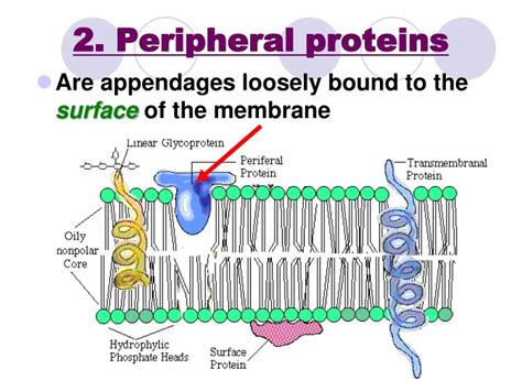 PPT - Chapter 7 PowerPoint Presentation - ID:6402527