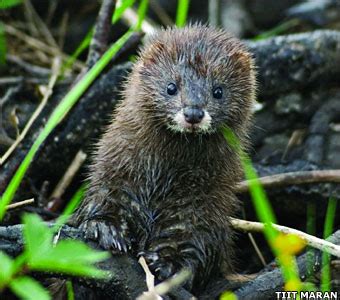 European Mink – Mustela lutreola - Moderately Endangered