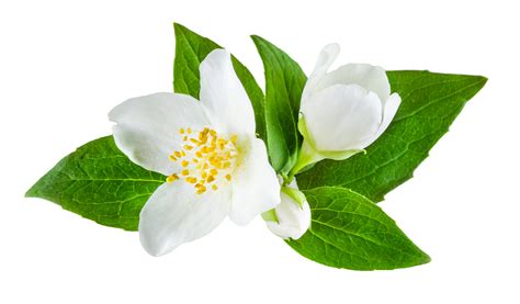 jasmine flower png 10 free Cliparts | Download images on Clipground 2024