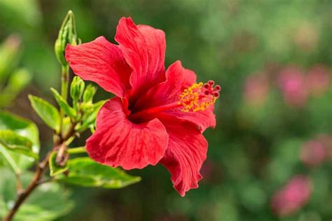 37 of the Best Hibiscus Varieties | Gardener's Path